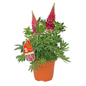 GROW by OBI Lupine Hybriden Mischung 60 cm Lupinus