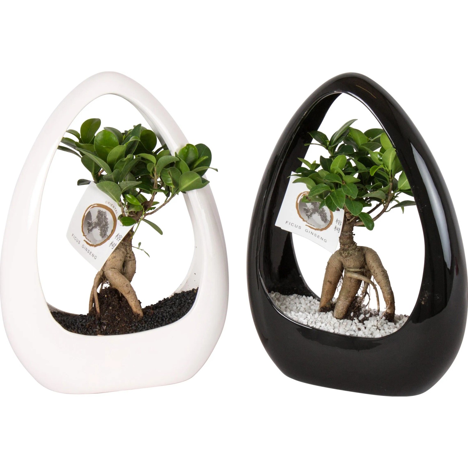 Zimmerbonsai kaufen bei OBI