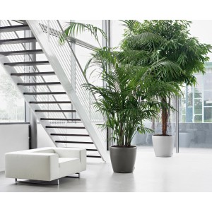 Lechuza Classico Premium Pflanzgefäß, Ø 70 cm, Anthrazit metallic, mit grünen Pflanzen im modernen Raum.
