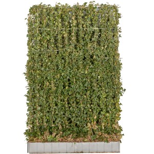 Großblättriger Irischer Efeu als Hecke im 2er Set, Größe 120x180cm.