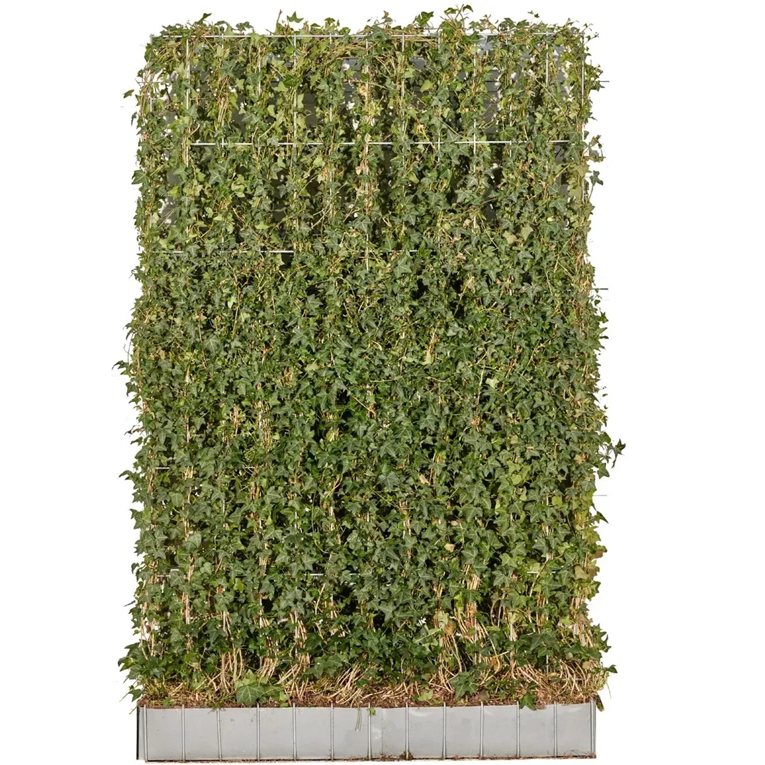 Groblttriger Irischer Efeu Element Set  2 Stck Gre 120 x 180 cm  kaufen bei OBI