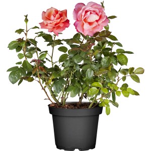 Rosa Edelrose im Topf, ca. 10-20 cm hoch, mit rosa Blüten. Ideal für Beet und Kübel.