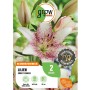 GROW by OBI Lilie Asiatisch Sweet Zanica, weiße Blüte mit roten Sprenkeln.