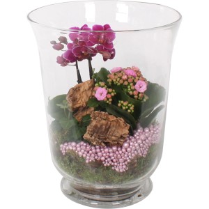 Orchideen-Arrangement im Glas-Gefäß Topf-Ø ca. 23 cm