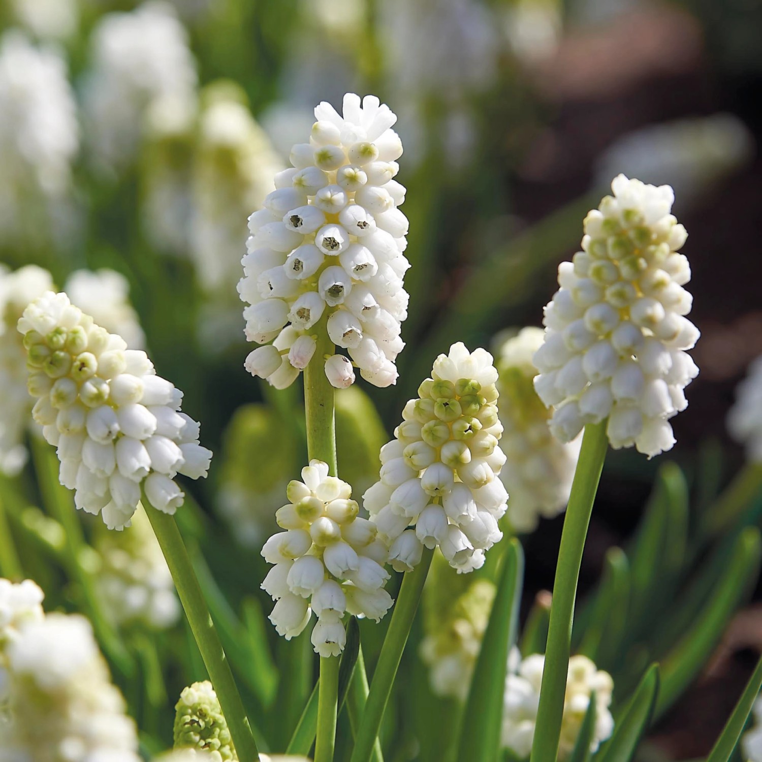 Nahaufnahme der weißen Blüten der GROW by OBI Traubenhyazinthe White Magic (Muscari).