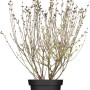 Meyers Flieder Palibin im Topf, ca. 60-80 cm hoch, mit zarten, hellgrünen Blättern und violetten Blütenknospen.