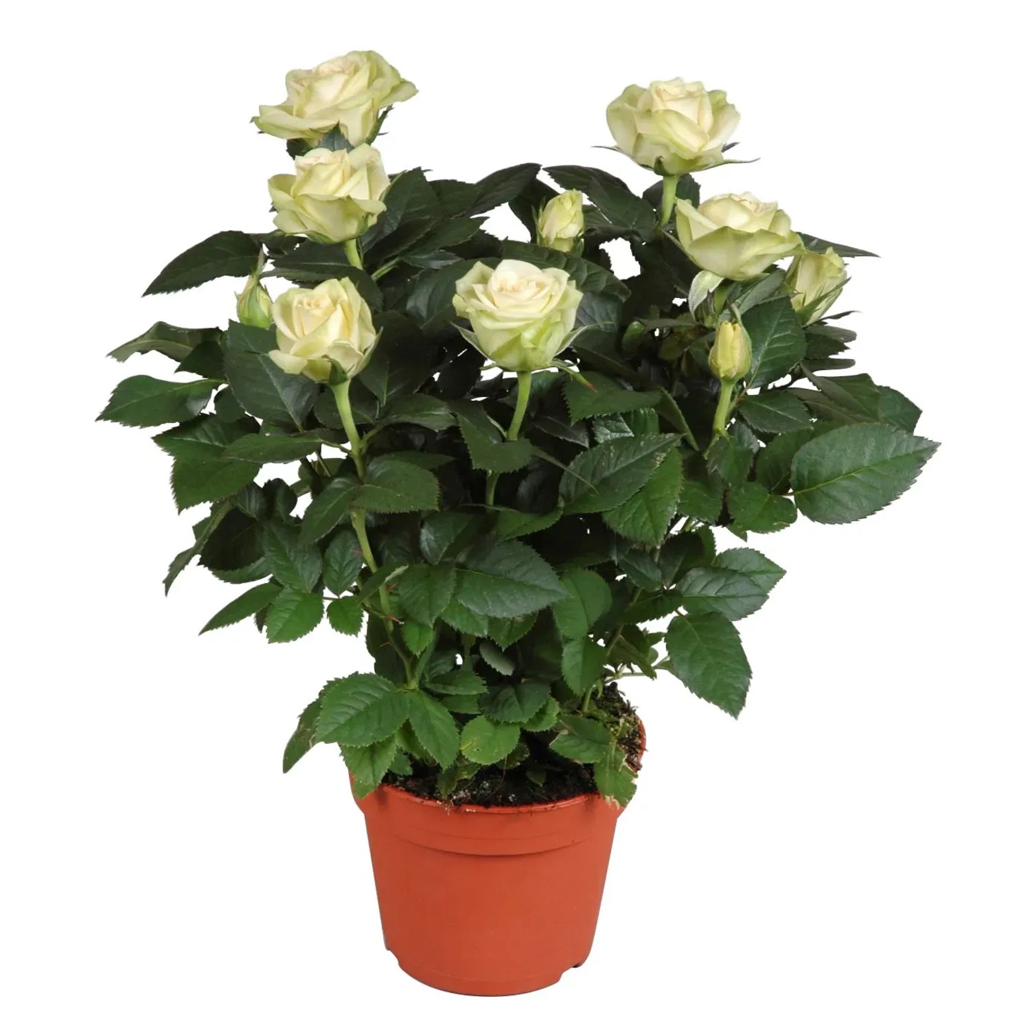 GROW by OBI Rose Wei Topf  ca. 13 cm Rosa kaufen bei OBI