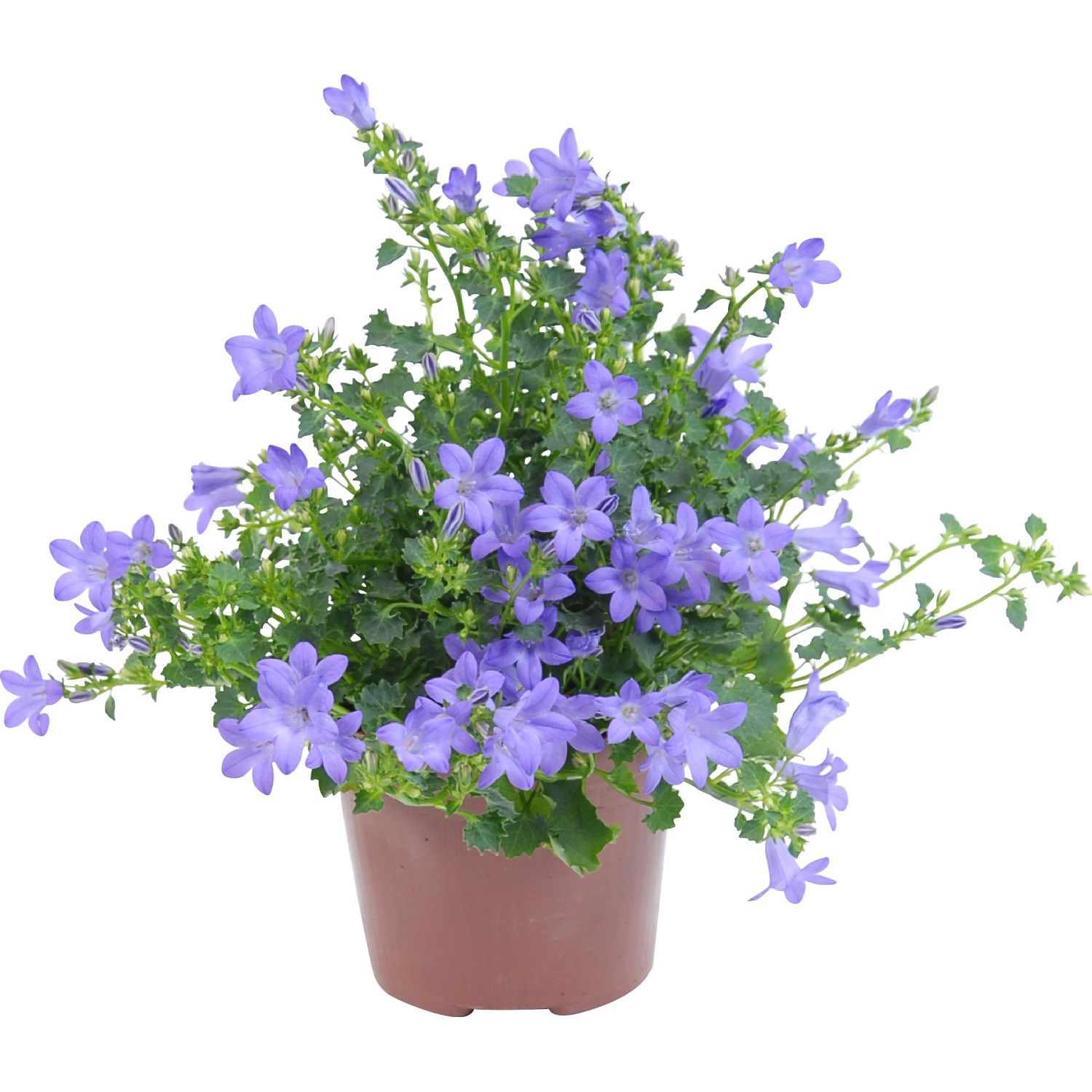 Glockenblume "Dark Take" TopfØ ca. 12 cm Campanula kaufen bei OBI