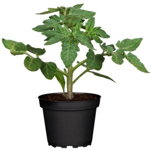 Zwergtomate im Topf (Ø 12cm) mit grünen Blättern. Ideal für Balkon und Terrasse.