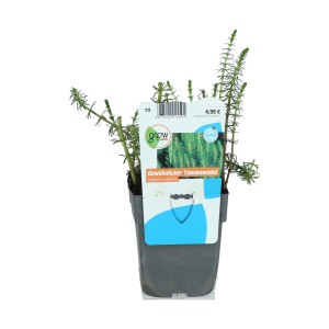 Tannenwedel Topf-Ø ca. 9 cm Hippuris vulgaris