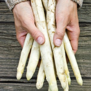 Hände halten weißen Asparagus Blacklim. Pflanzkartoffeln für den Garten.