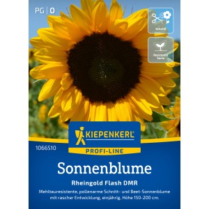 Sonnenblume 'Rheingold Flash DMR' von Kiepenkerl: Goldgelbe Blüte, ideal für Beet und Schnitt.