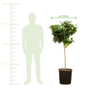 XXL Zitronenbaum Stamm (ca. 140-160cm) im Topf. Kübelpflanze mit grünen Blättern und gelben Zitronen.