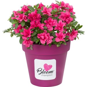 Japanische Azalee Bloom Champion® im Topf, rosa Blüten, immergrün, Rhododendron.