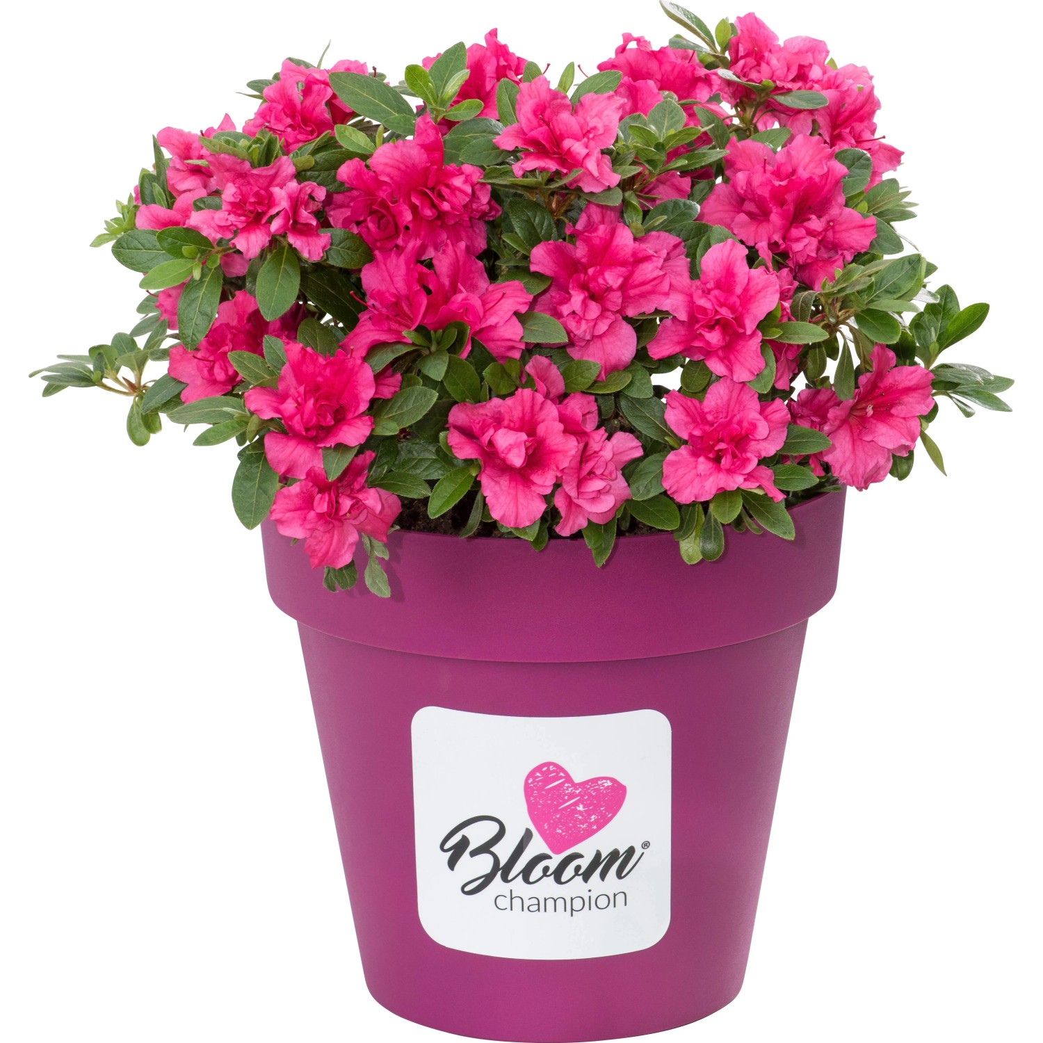 rhododendron öl Wildcrafted Rhododendron Essential Oil - Aromatics International main image 0