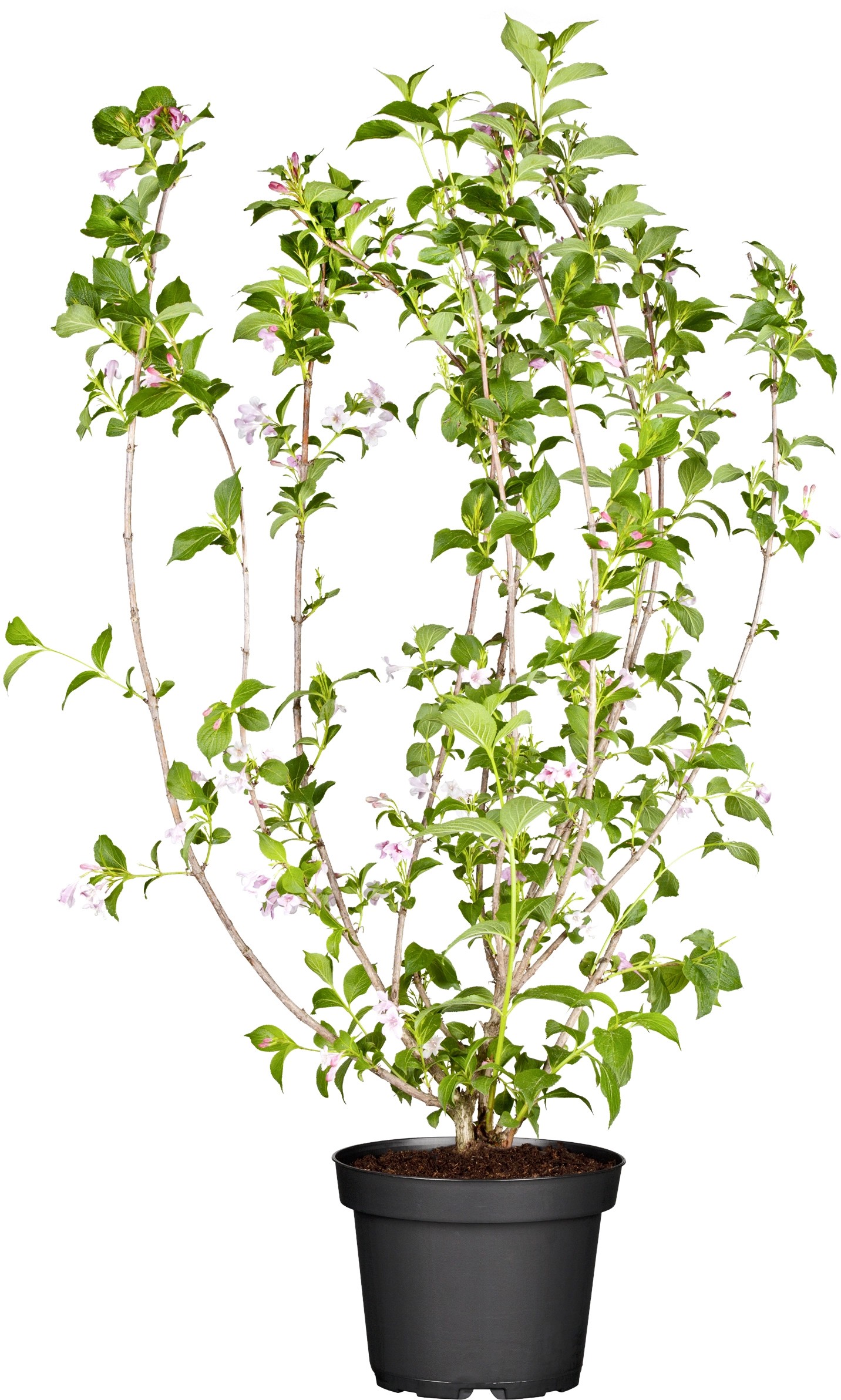 Weigelie "Magical Rainbow" Rosa Höhe ca. 20 30 cm Topf ca. 3 l