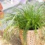 Katzengras Zumula im geflochtenen Topf, ca. 10-20 cm hoch.