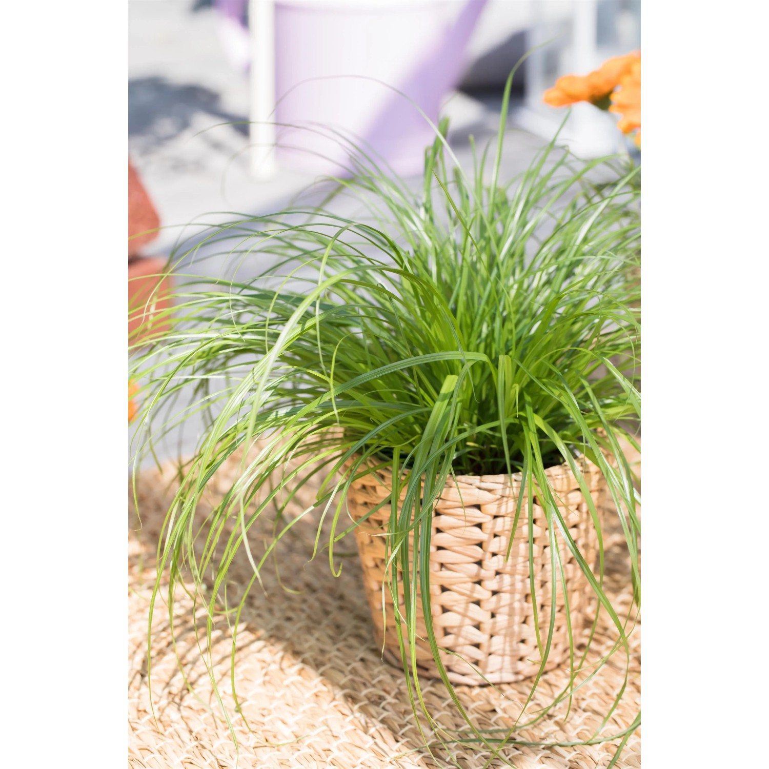 Katzengras Zumula im geflochtenen Topf, ca. 10-20 cm hoch.