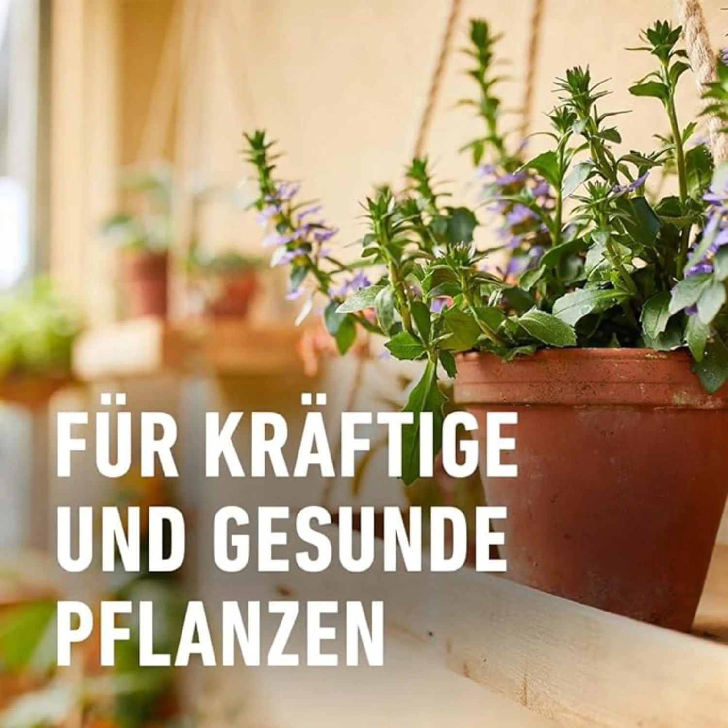 welcher dünger für cannabisblüten Cannabis-Dünger-Set 2 x 1 Liter – Purgrün main image 1
