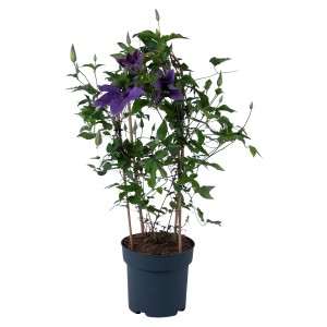 Waldrebe Clematis Duo Garland im Topf, violette Blüten und grüne Blätter an Rankhilfe.