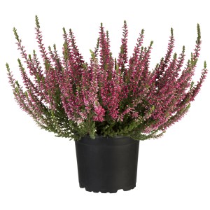 Besenheide 'Rot' im Topf, ca. 10-15 cm hoch. Calluna vulgaris von GROW by OBI.