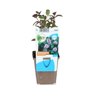 Bach-Minze Violett Topf-Ø ca. 9 cm Mentha aquatica