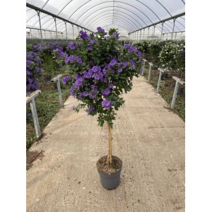 Blauer Enzianstrauch (Solanum rantonnetii) im Topf, ca. 110 cm hoch.