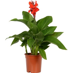 Blumenrohr 'Cleopatra Mix' im Topf, rote Blüte, grüne Blätter. Dekorative Kübelpflanze für Balkon und Terrasse.