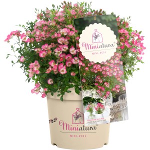 Zwergrose Miniatura Pink im Topf, ca. 10-20 cm hoch, mit kleinen, rosa Blüten.