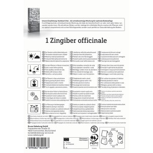 Kiepenkerl Ingwer (Zingiber officinalis) Packung für den Anbau im Kübel oder Gewächshaus.