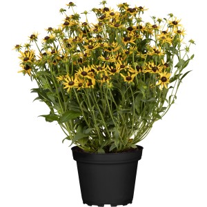 Sonnenhut 'Sunbeckia' im Topf, gelbe Blüten mit dunklem Zentrum, ca. 20-30 cm hoch.