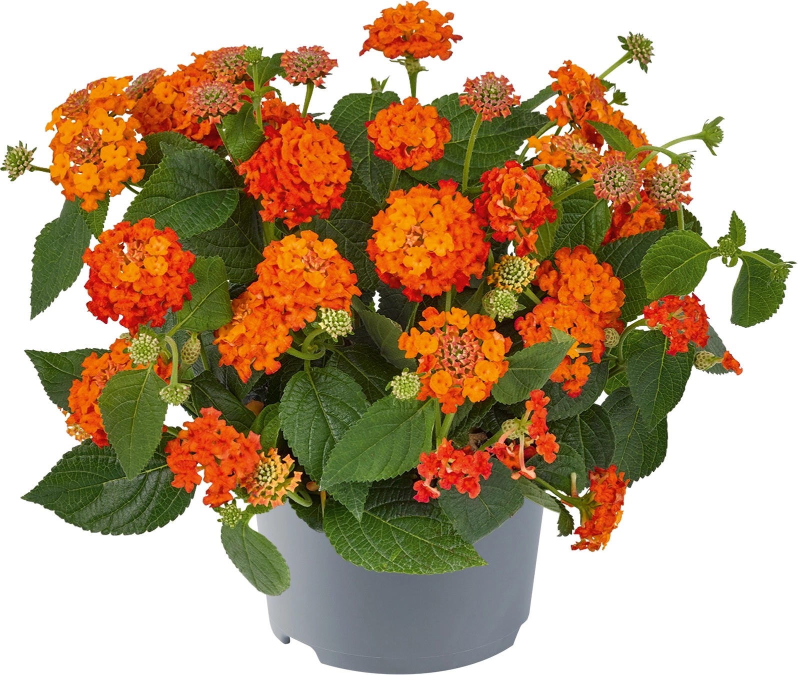 Grow by OBI Wandelröschen Mix TopfØ ca. 13 cm "Lantana camara" kaufen