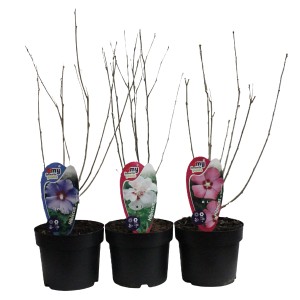 Garteneibisch im Topf, verschiedene Farben (Hibiscus syriacus), ca. 30-40cm hoch.