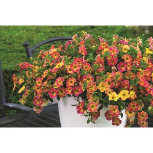 OBI Zauberglöckchen Chameleon im Topf, verschiedene Farben. Hängepflanze für Balkon und Kübel.