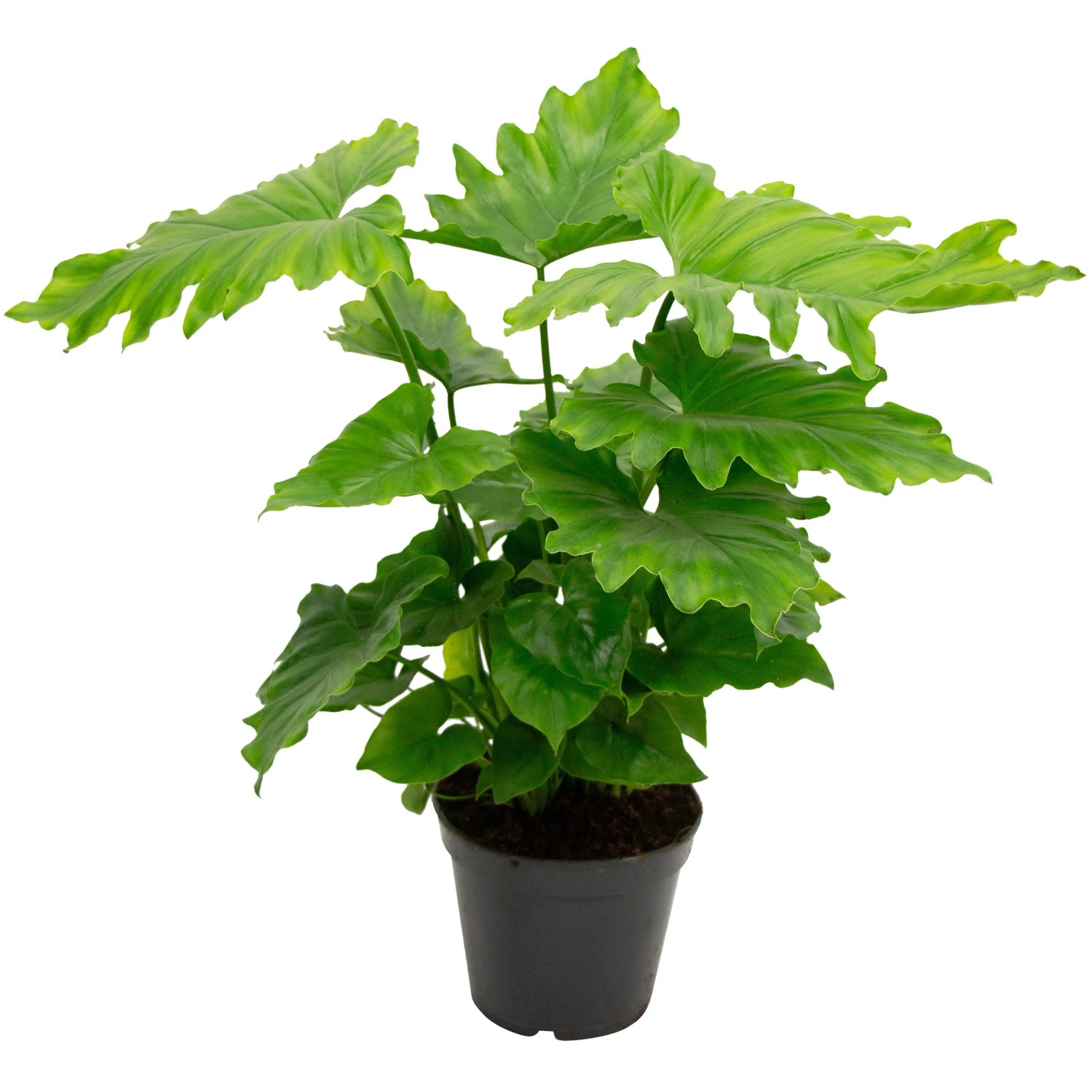 Baumfreund "Shangri La" Hhe ca. 60 - 65 cm Philodendron bipinnatifidum  kaufen bei OBI