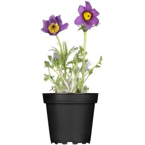 Kuhschelle im Topf, ca. 13 cm Ø, lila Blüten mit gelber Mitte. Ideal für Steingärten.