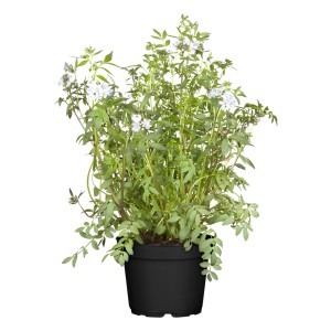 Blaublühende Jakobsleiter im Topf, blaue Blüten, grüne Blätter. Ideal für den Garten.