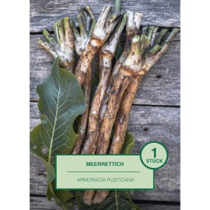 Meerrettich-Pflanze (Armoracia rusticana) mit Wurzeln und Blatt auf Holz.