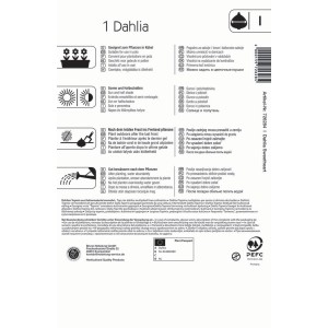 Kiepenkerl Baby-Dahlie Topmix Rosa mit Auge, Blumenzwiebel, Verpackung mit Pflanzhinweisen.