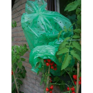 Grüne Tomatenfolie zum Schutz von Tomatenpflanzen vor Wind und Wetter.