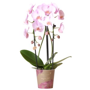 GROW by OBI Schmetterlingsorchidee Niagara Fall Rosa Höhe 50-55 cm Topf Ø 12 cm