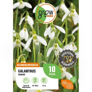 GROW by OBI Ikaria-Schneeglöckchen, weiße Blüten, 15 cm, Blumenzwiebeln für Frühjahrsblüte.