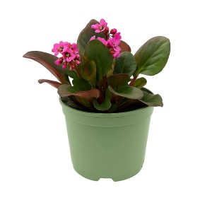 Roter Riesensteinbrech (Bergenia Red) im Topf, eine blühende, winterharte Gartenpflanze von GROW by OBI.