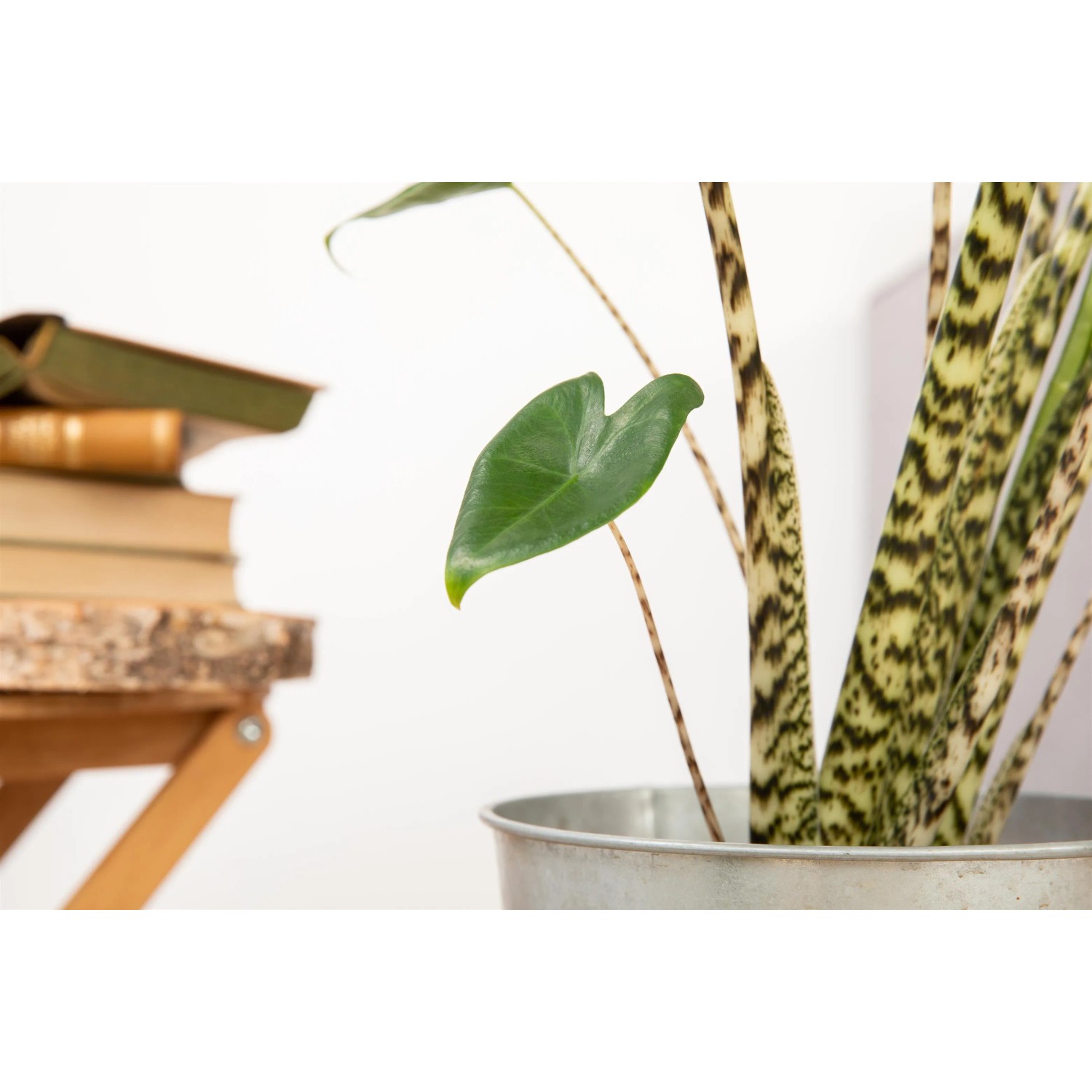 Elefantenohr-Alokasie Hhe ca. 65 cm Topf- ca. 17 cm Alocasia zebrina kaufen  bei OBI