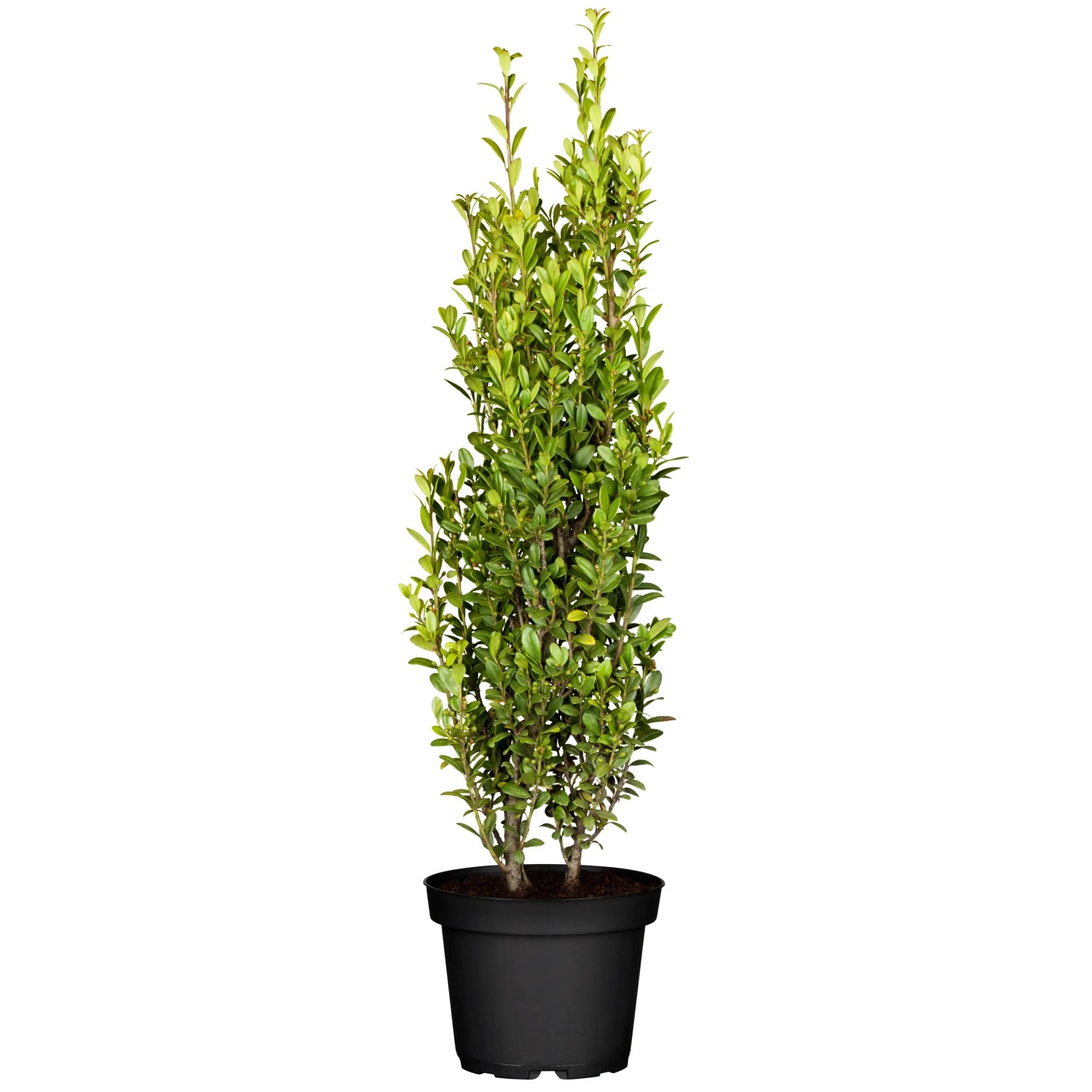 thuja arborvitae Thuja occidentalis 'Smaragd' Emerald Green Arborvitae SPIRAL – Richardson  Roots main image 1