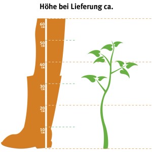 Illustration: Sommergrüne Azalee Gibraltar, Größenangabe bei Lieferung (40-50cm).