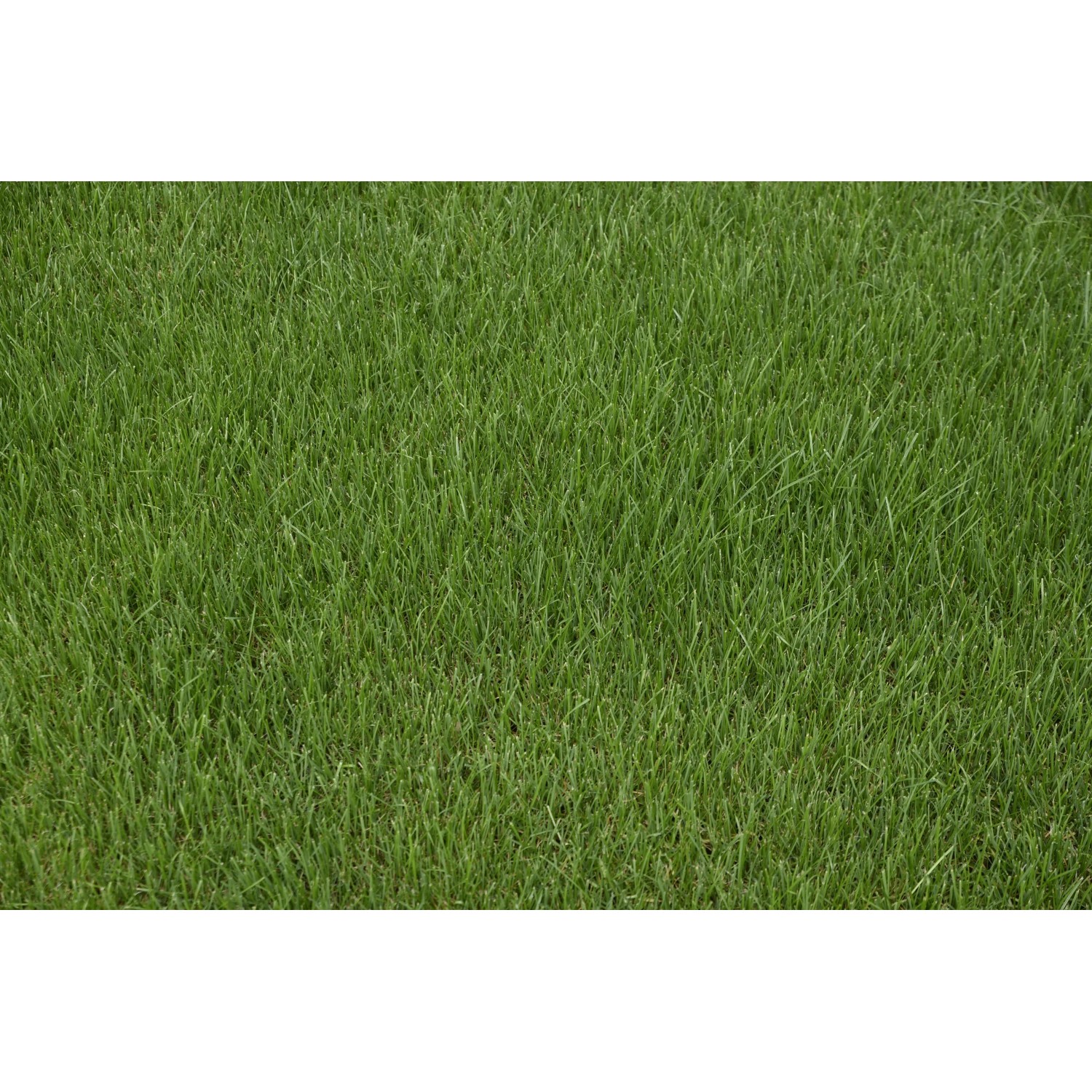 Kiepenkerl Saatgut RSM 3.2 Sportrasen - Regeneration 10 kg fr 350 m  kaufen bei OBI