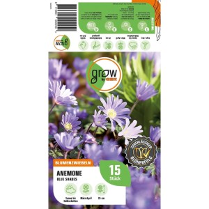 GROW by OBI Anemonen blanda Blue Shades Blau 15 Stück Anemone blanda