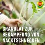 Anwendung von Compo Schneckenkorn zum Schutz von Gemüse vor Nacktschnecken.