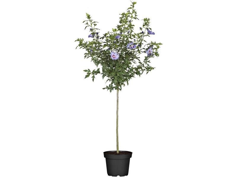 Roseneibisch Stamm Blau Höhe ca. 30 40 cm Topf ca. 3 l Hibiscus